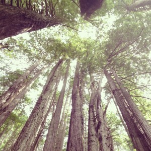 Giant Redwoods by Glade Hensel