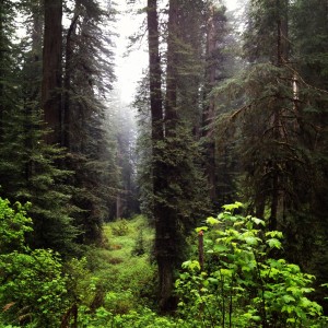 Redwoods Everywhere by Glade Hensel