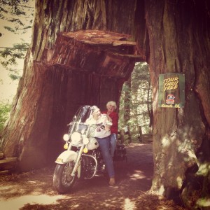 Gramma Riding a Harley through the Giant Redwood by Glade Hensel